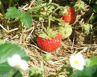 article preview foods - Strawberries - Healthy Benefits Through Antioxidants