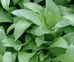 Ramsons (Bear Leek / Wild Garlic / Wood Garlic)