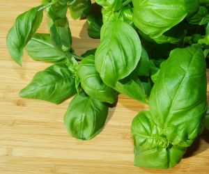 Basil