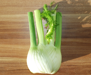 Fennel Bulb