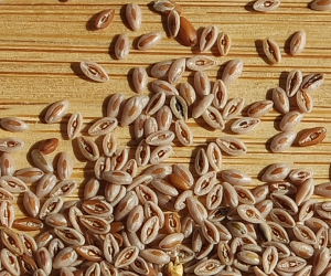 Psyllium (Ispaghula)