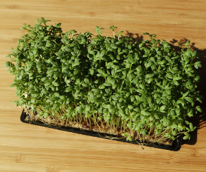 Garden Cress