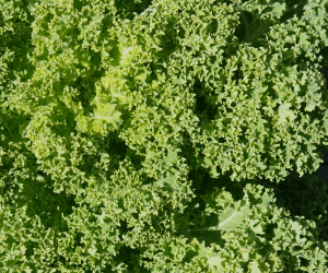 Kale