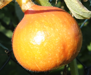 Red Kuri Squash (Hokkaido)