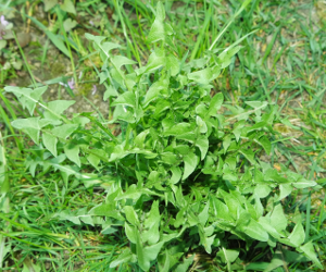 Dandelion Greens