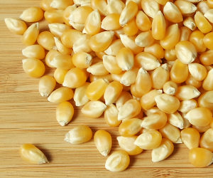 Corn Grain