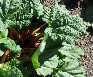 Rhubarb