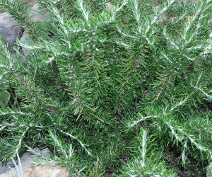 Rosemary
