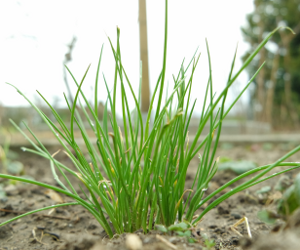 Chives