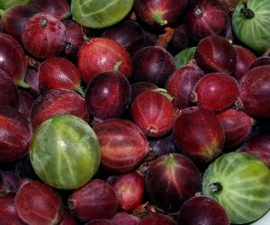Gooseberries
