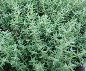 Thyme